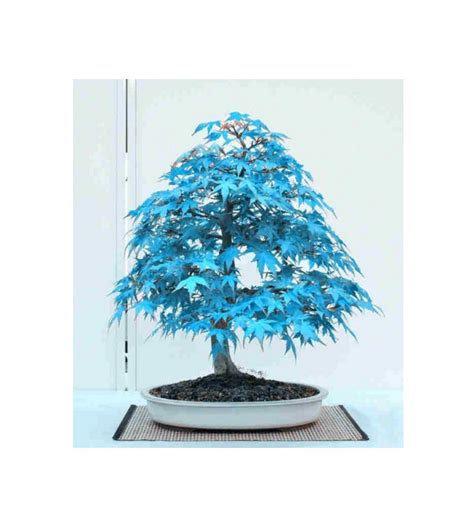 Living Garden 5 Pcs Rare Blue Japanese Maple Bonsai Suitable Tree Seeds ...