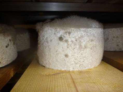 Can I eat the mould on my cheese? Mould on Cheese – your questions answered. - The Courtyard Dairy