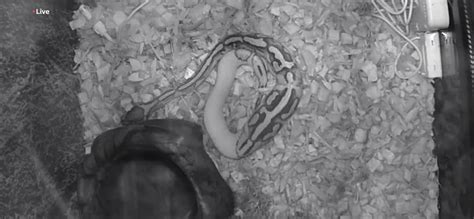 Python Feeding 的图像结果