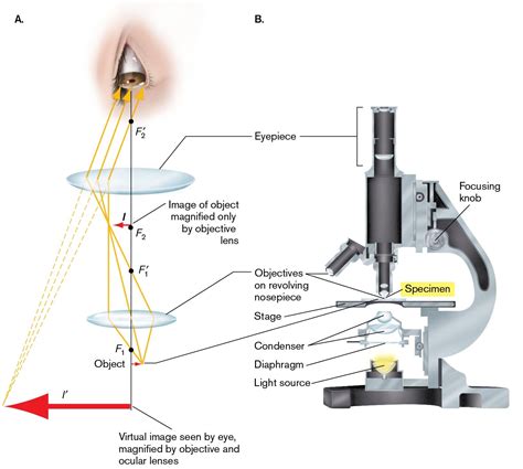 2.3 Bright-Field Microscopy and Phase-Contrast Microscopy