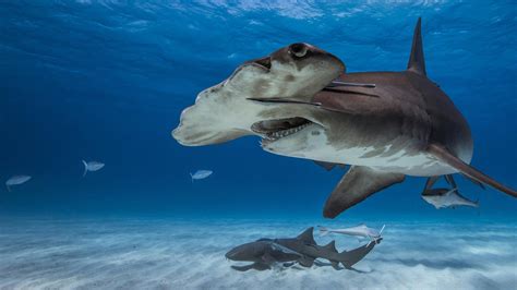Giant Hammerhead Shark