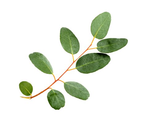 Reset Deep Penetrating Pain Relief Spray | Leg Relieving