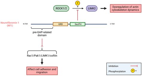 LIM Kinases, LIMK1 and LIMK2, Are Crucial Node Actors of the Cell Fate ...