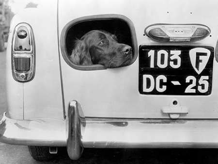 Karmakara Dog peering from hole in rear of car 1957 by Anonymous - Fine ...
