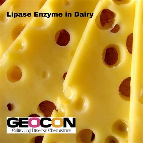 Food Enzymes - Transglutaminase Enzyme Powder Manufacturer from Mumbai