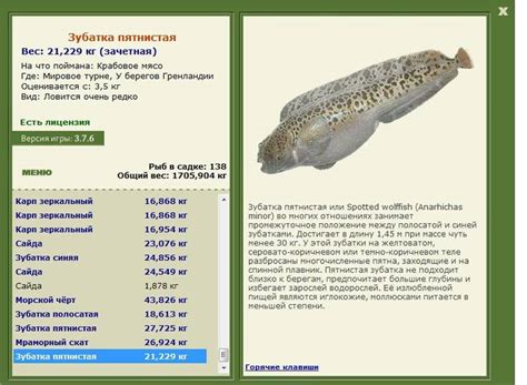 Рыба зубатка: описание, где водится, чем питается, виды
