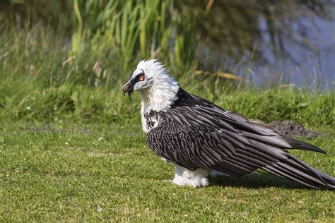 16 of the World's Most Endangered Vulture Species