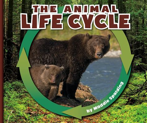 The Animal Life Cycle (Nature Cycles) : Spalding, Maddie: Amazon.in: Books