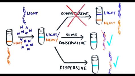 Conservative DNA Replication 的图像结果