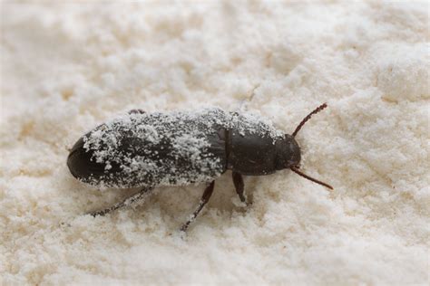 Confused Flour Beetle Identification & Prevention | Florida Pest