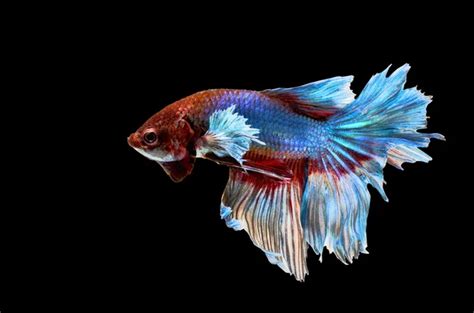 Image result for Fish Key Script Code