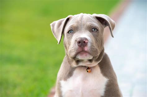 American Bully Dog Puppies