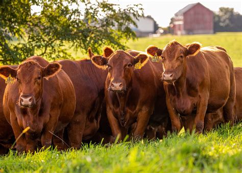 Daily Dose - May 8, 2020 - Ladies In Red - Red Angus Beef Cattle ...