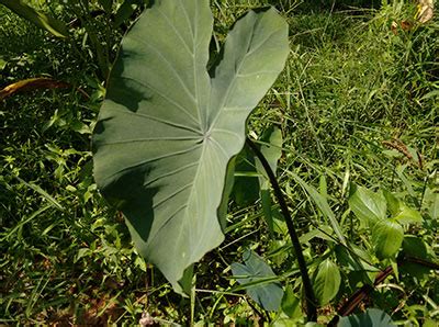 Pathrode recipe | How to make patra vadi | Mangalore style patrode ...
