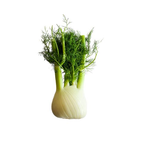 Fennel Taste (The Ultimate Guide on Fennel)