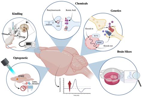 Epilepsy and Hypokalemia Risk: Hidden Dangers