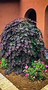 Image result for Weeping Redbud Dwarf