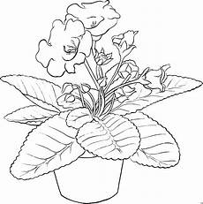 malvorlagen blumen schoene topfblume ausmalbild malvorlage blumen malvorlagen blumen schoene topfblume ausmalbild malvorlage blumen