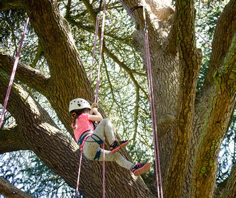 Climb That Tree 的图像结果