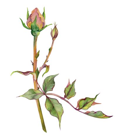 mano dibujado acuarela ilustración desgastado boho botánico flores ...