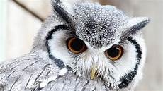 Owl Free Wallpaper by Free Owl Wallpapers Wallpaper Wiki Owl Free Wallpaper