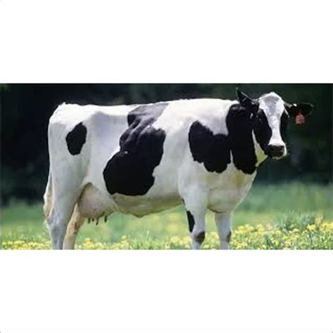 HF Cows/Gogi Dairy Farm