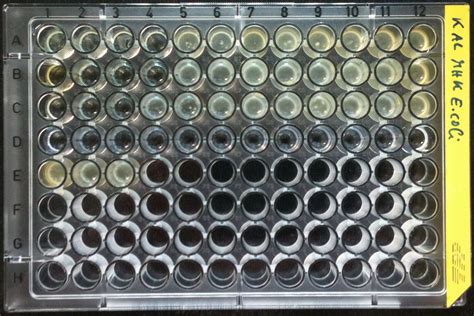 Escherichia coli MIC in a 96-Wells Microtiter Plate | Encyclopedia MDPI