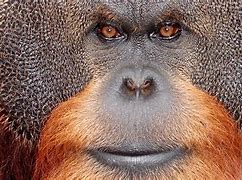 Image result for Ape