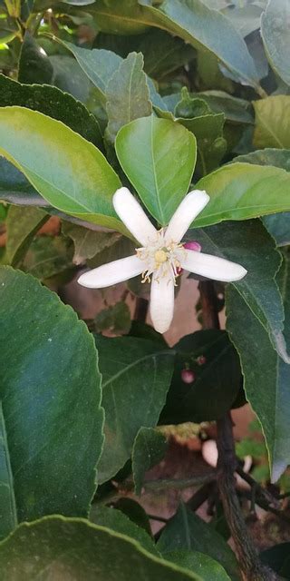 Image result for Lemon Tree New Version