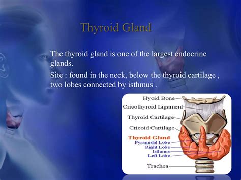Thyroid gland | PPTX
