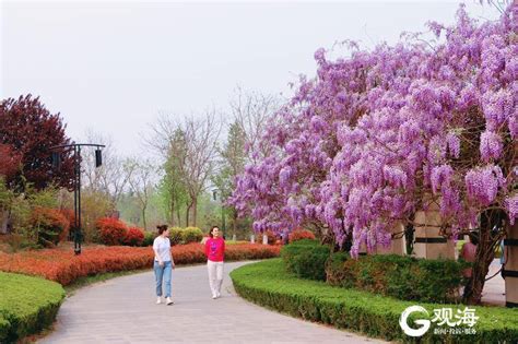 【武汉紫菘枫林上城小区,二手房,租房】- 武汉房天下