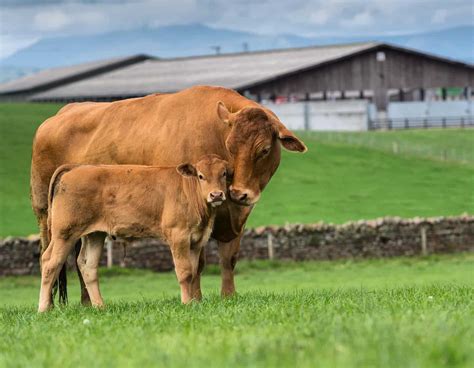 Limousin Cows – Breed Profile, Characteristics and Facts – Som2ny Network