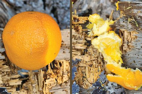 Image result for 17 HMR Exploding