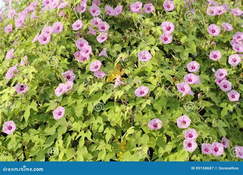 Pink Morning Glories Bush stock image. Image of brunswick - 89158687