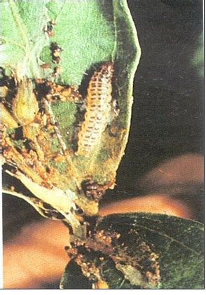 Insect Pest Information | Home