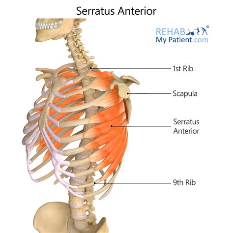 Serratus Posterior Superior Origin And Insertion