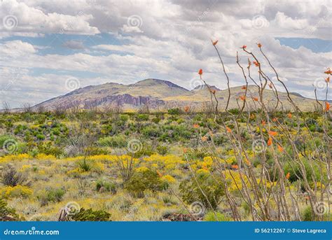 Ocotillo and Paper Flowers, Chisos Mountain Range, Big Bend National ...
