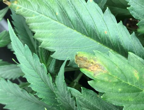 Braune Flecken - Absterbende Blätter - Probleme - The-Greenleaf ...