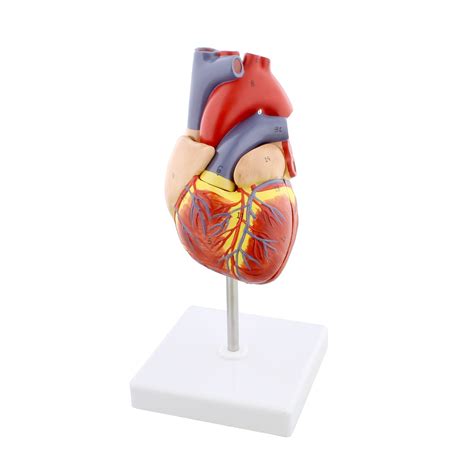 Mondo | Anatomical Heart Model 2 Part Medical Heart Human Heart Anatomy ...