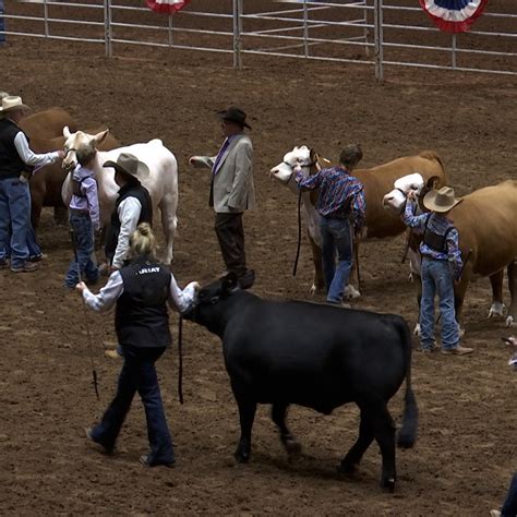 Image result for Loading Rodeo Stock