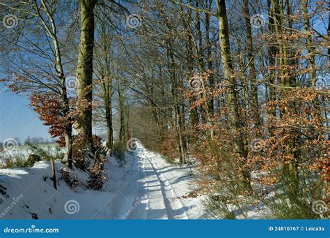 Country Lane through Woods in Winter Stock Image - Image of wintery ...