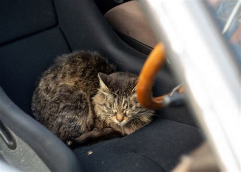 How to Keep Cats Cool in Summer – ABK Grooming