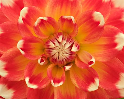 HAPET CELEBRATION – Geerlings Dahlia