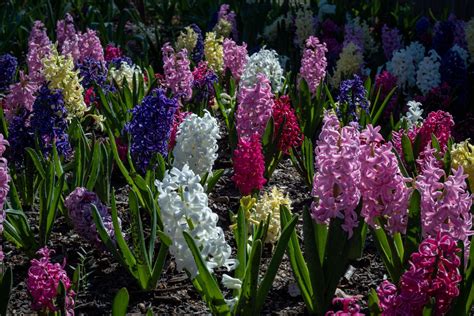 Facts About Hyacinths