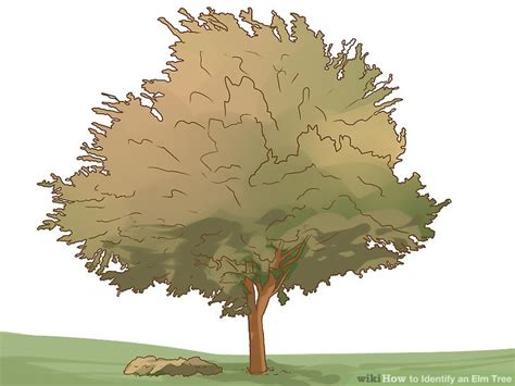 Identify Elm Tree 的图像结果