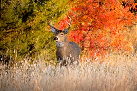 2021 Preliminary Nine-Day Gun Deer Hunt Harvest Totals And License ...