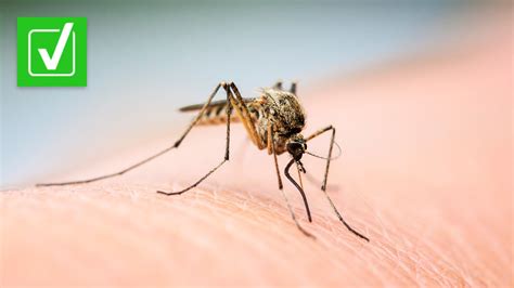 How To Identify A Dengue Mosquito Bite
