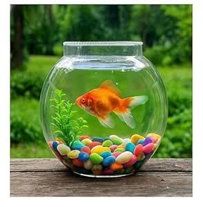 GATIORA Glass Fish Bowl/Terrarium Round Bowl Decorative Glass Aquarium ...