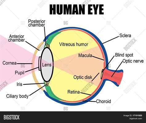 Human Eye Diagram Blind Spot at Sam Bolivar blog