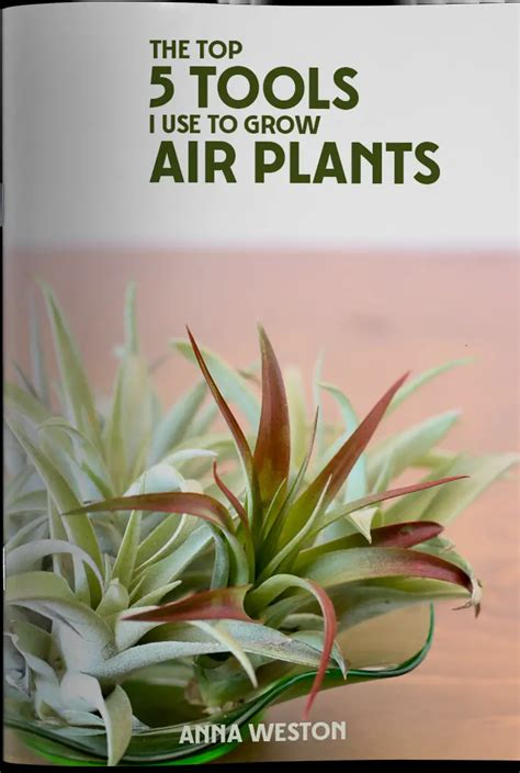 How to Properly Water Air Plants 的图像结果